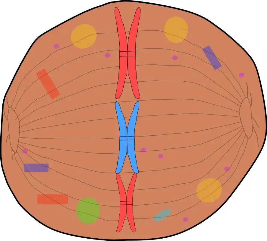 Bildliche Darstellung von der Metaphase.