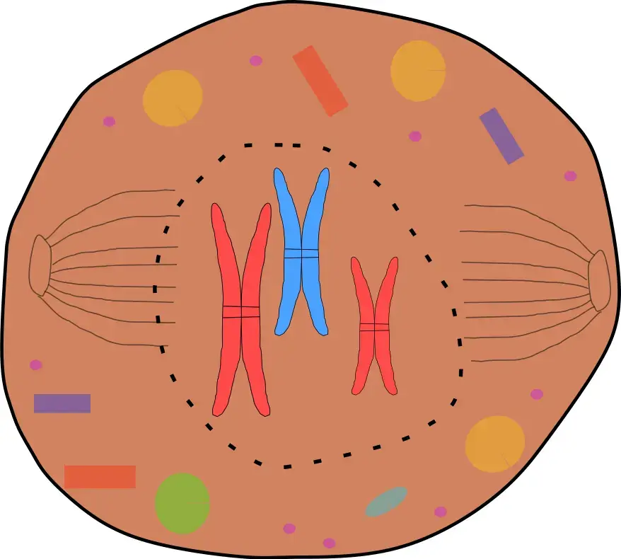 Bildliche Darstellung der Prophase oder auch Prometaphase.