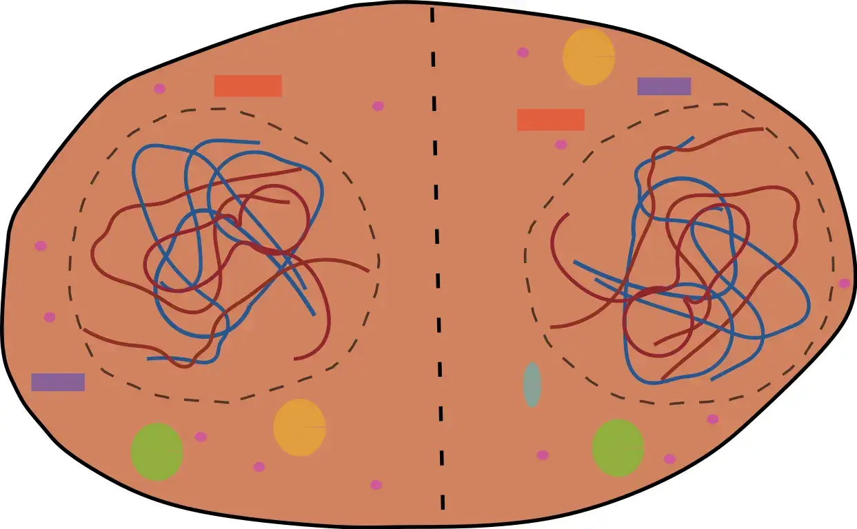 Bildliche Darstellung der Telophase 1.