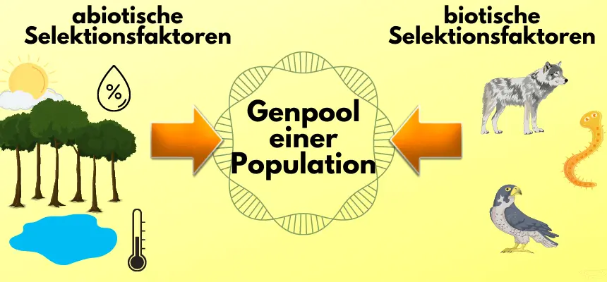 Selektionsdruck Darstellung