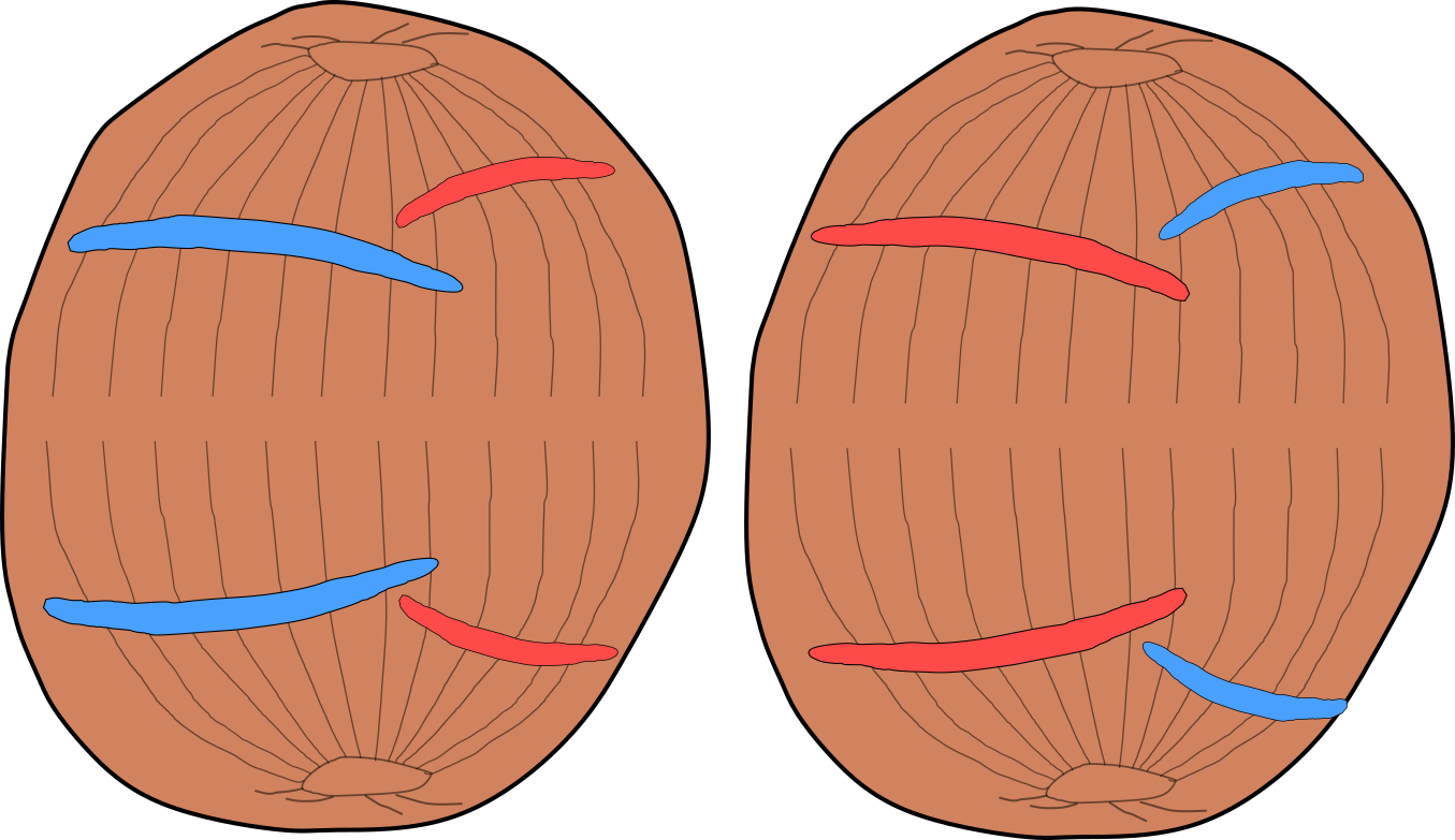 Zelle Haploid Golgi offen