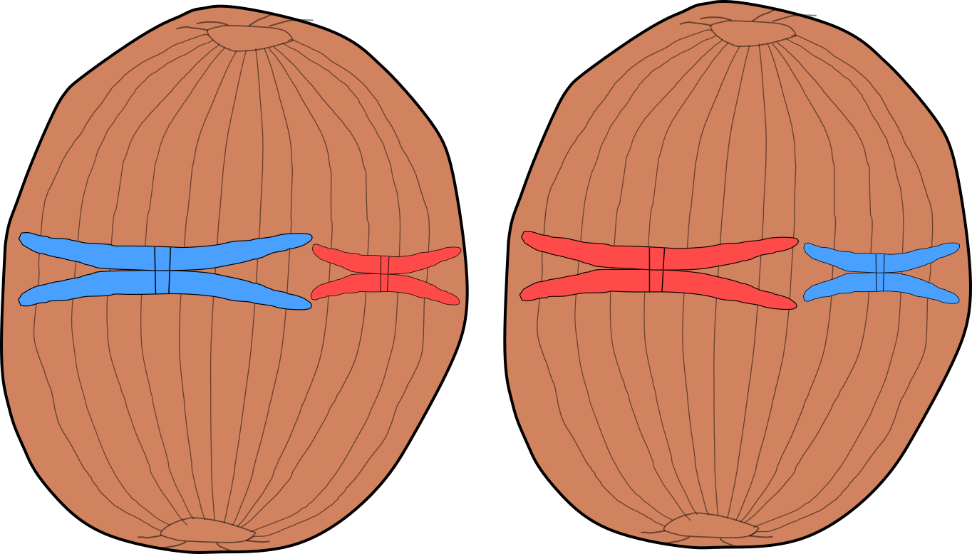 Zelle Haploid Golgi