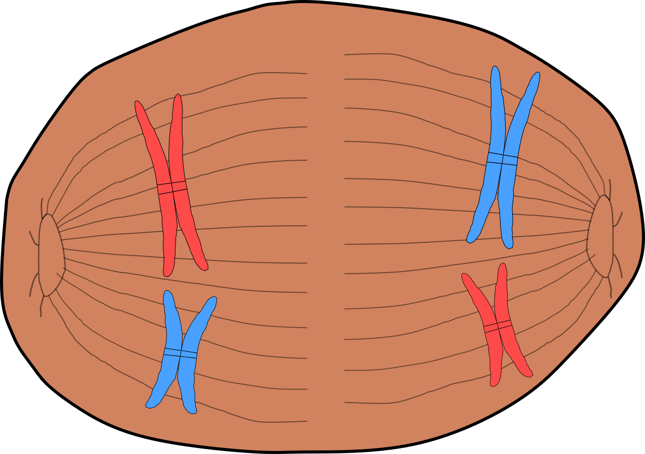 Zelle Oval Golgi Offen