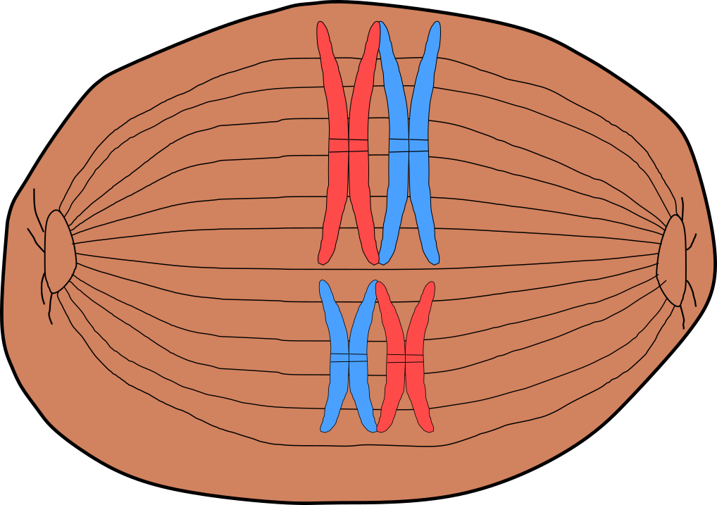 Zelle Oval Golgi
