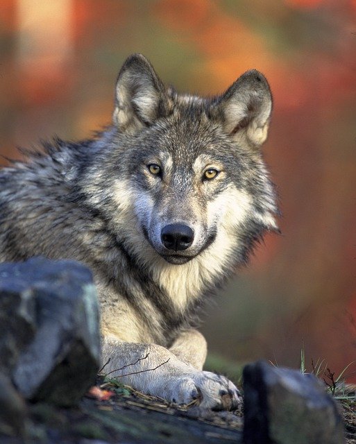 Wolf Abbildung