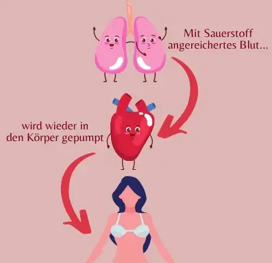 großer Herzkreislauf Großer Herzkreislauf
