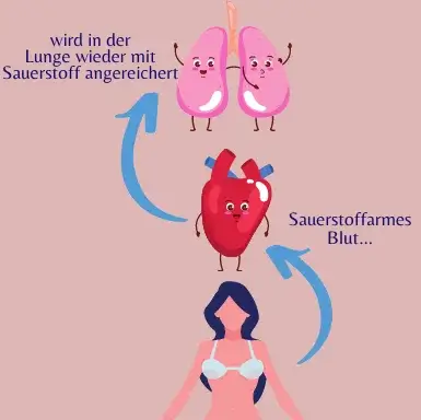 kleiner Herzkreislauf kleiner Herzkreislauf