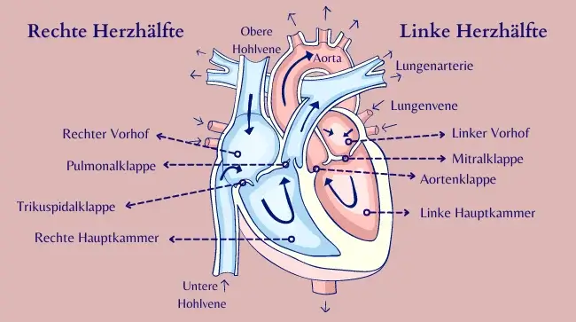 Herz Herz Anatomie