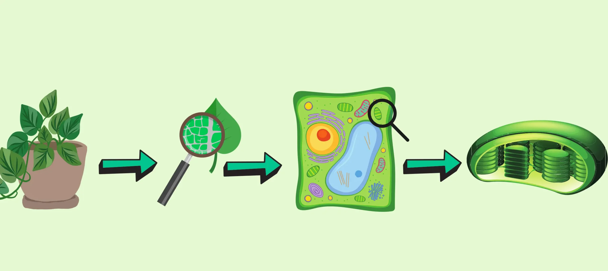 Nahaufnahme Blatt - Chloroplast