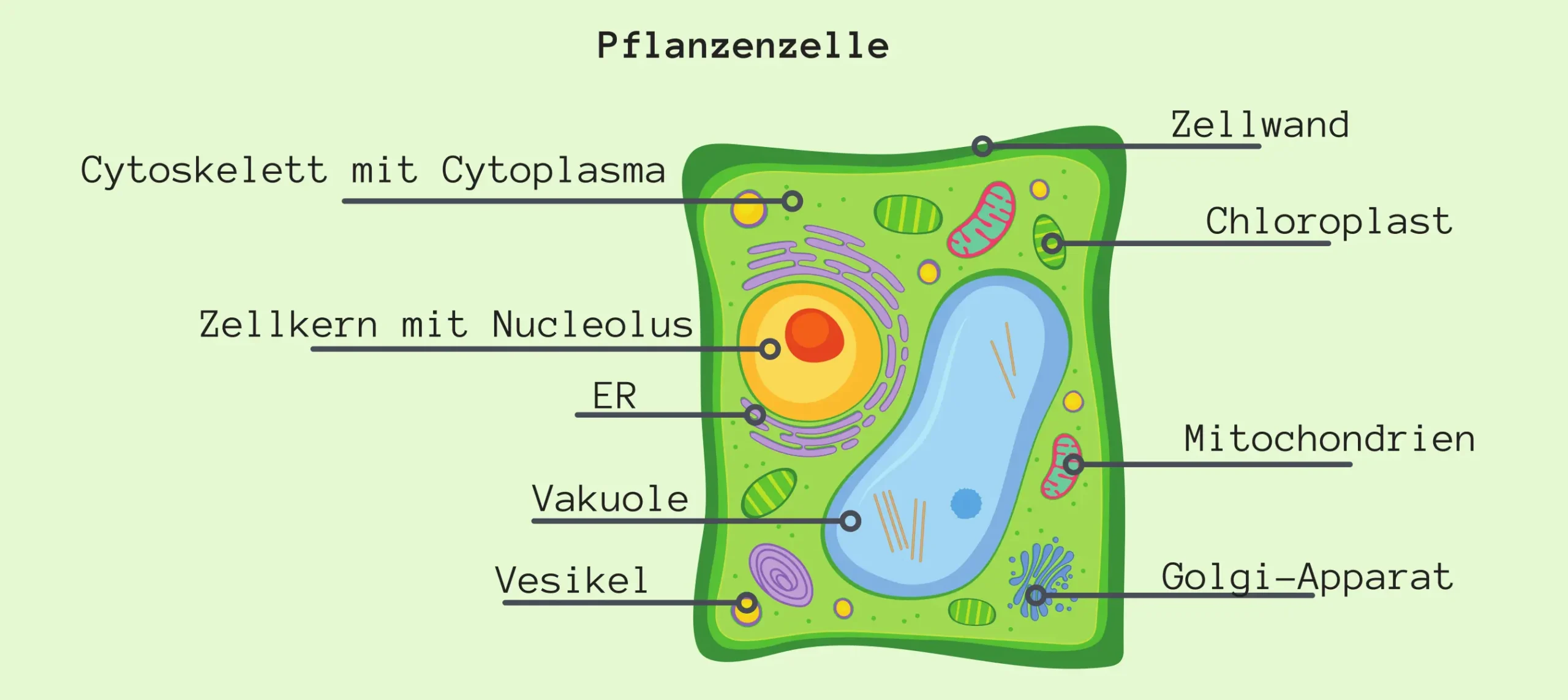 Pflanzenzelle Nahaufnahme - Aufbau