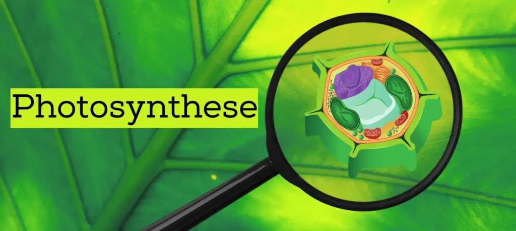 Photosynthese Titelbild
