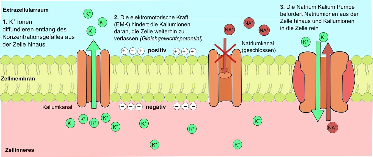 Ruhepotential Aufrechterhaltung - Darstellung