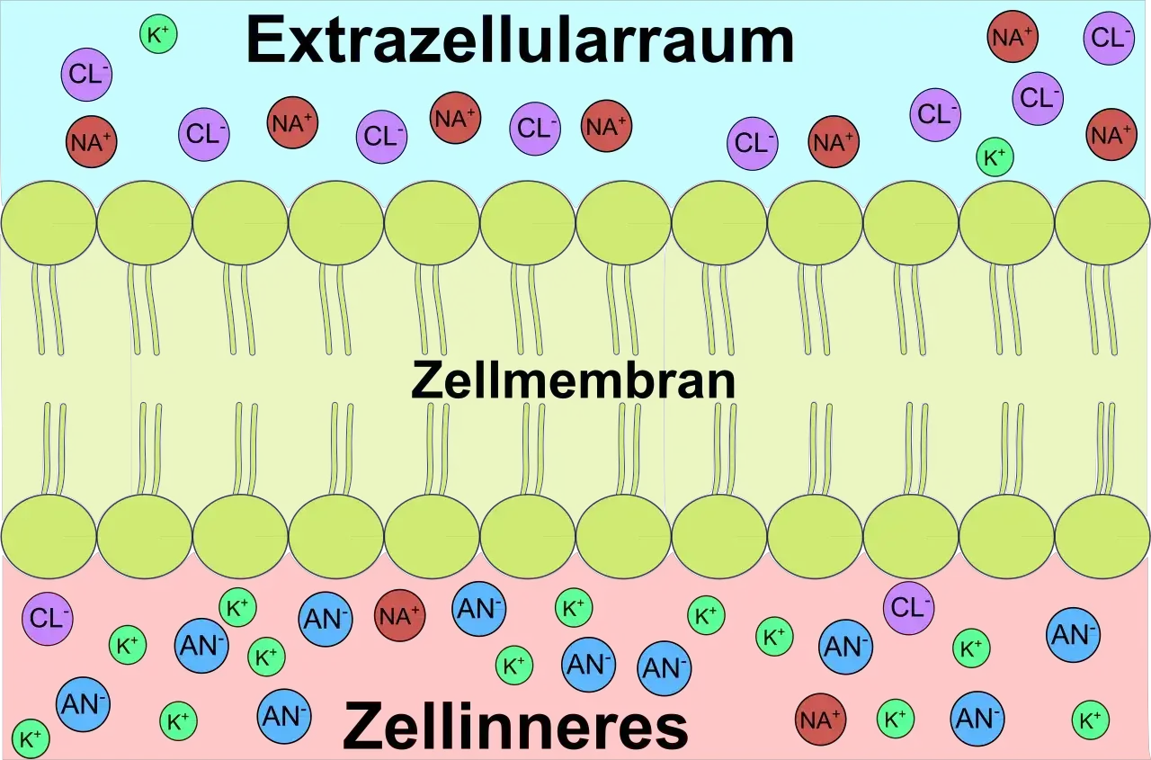 Ruhepotential Ionenverteilung - Darstellung