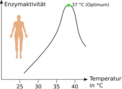 Temperatur Enzymaktivität Die Enzymaktivität ist beim Menschen am höchsten bei 37 °C Körpertemperatur
