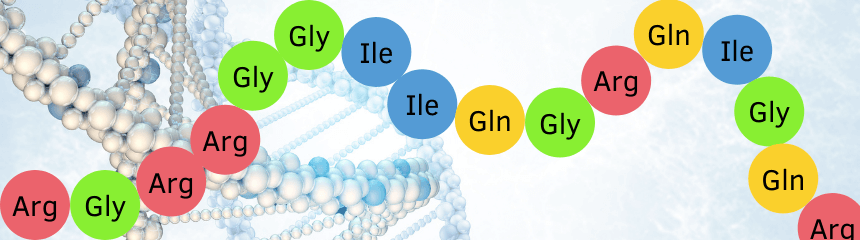 Enzyme Aminosäuren Beispiel für die Aminosäuresequenz eines Enzyms