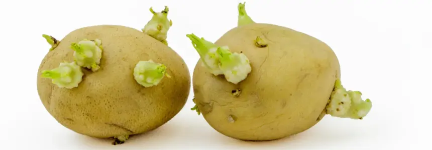 Enzyme Kartoffeln Gift Glykoalkaloide in der Schale der Kartoffelknolle blockieren die Acetylcholinesterase