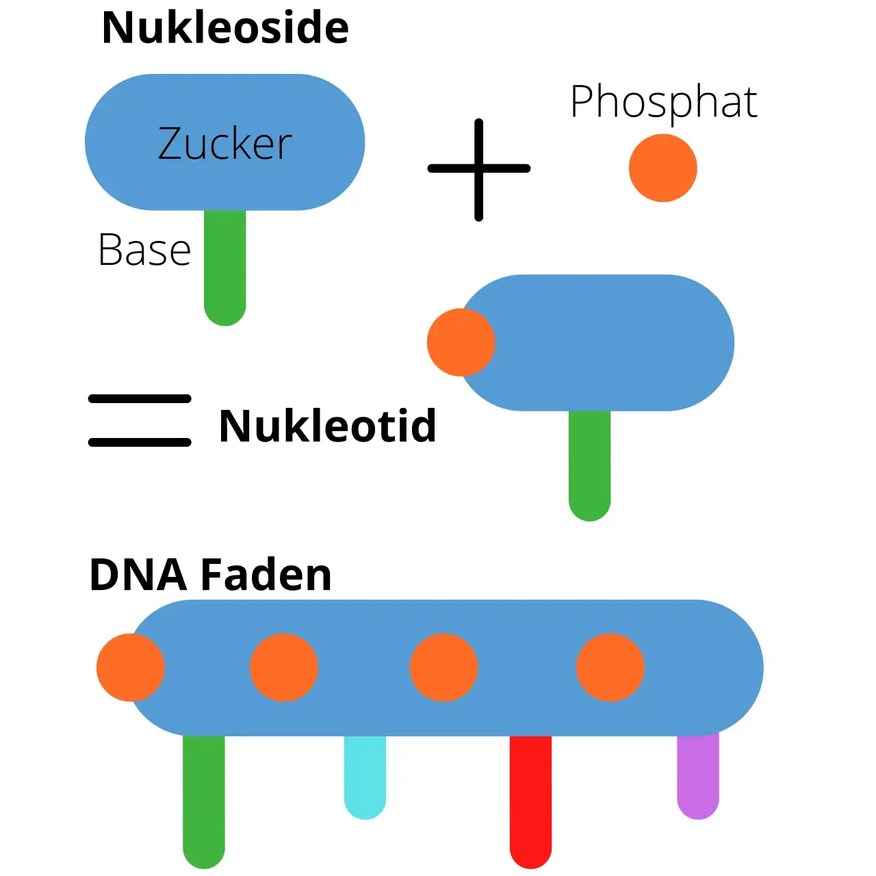 Beitragsbild DNA Faden