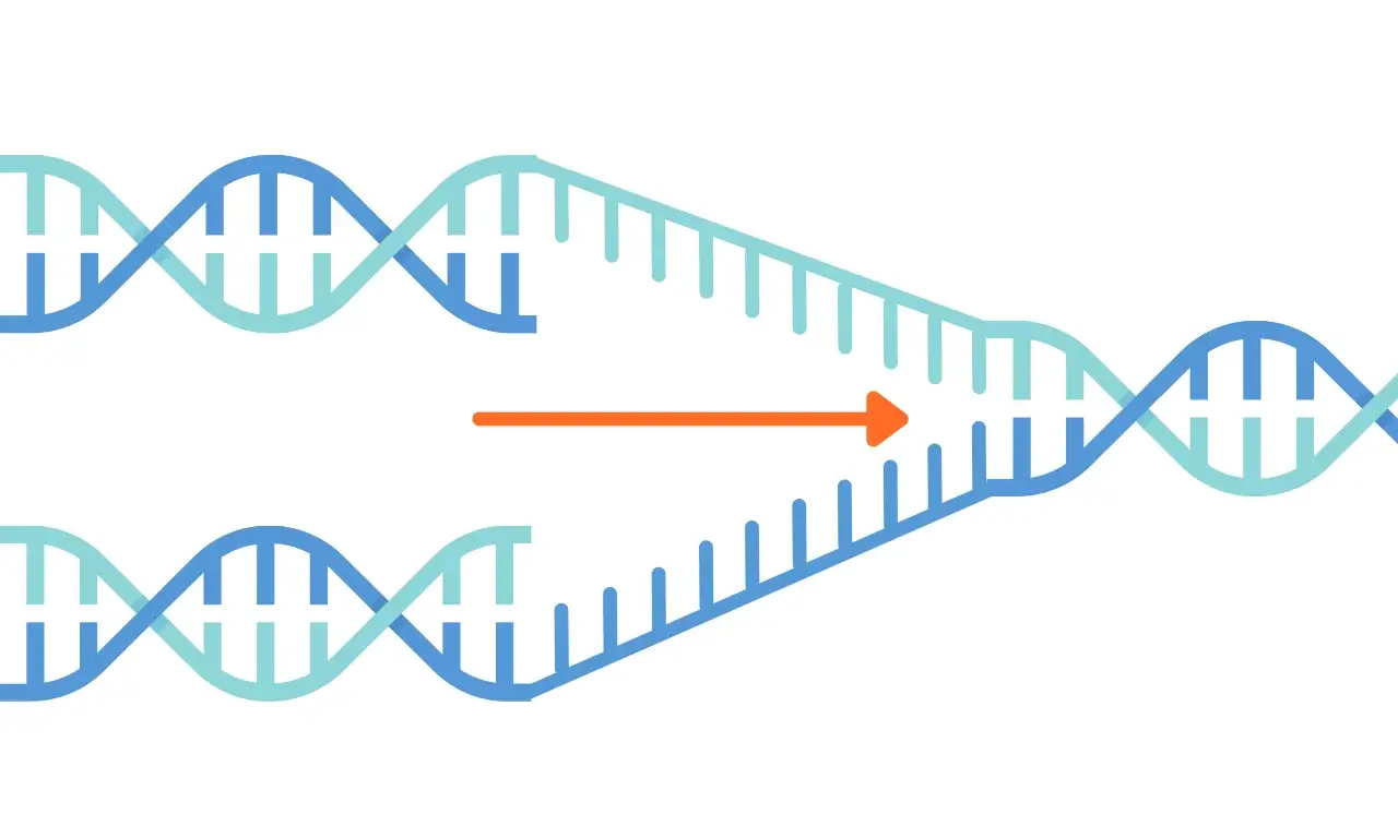 Beitragsbild DNA Replikation