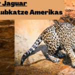 Jaguar-Tier