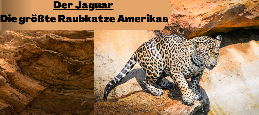 Jaguar-Tier