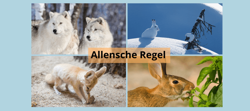 allensche regel