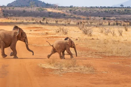 Elefanten in Afrika