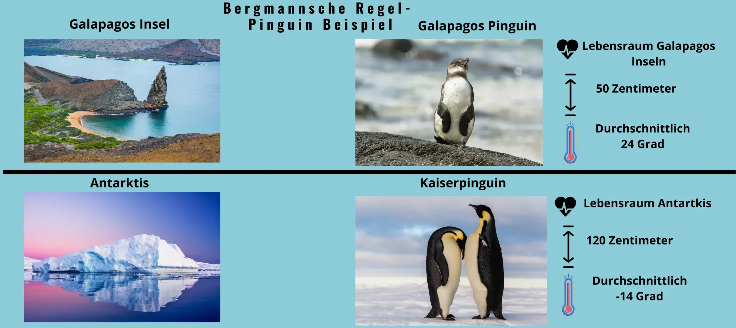 Bergmannsche Regel Pinguine Bild