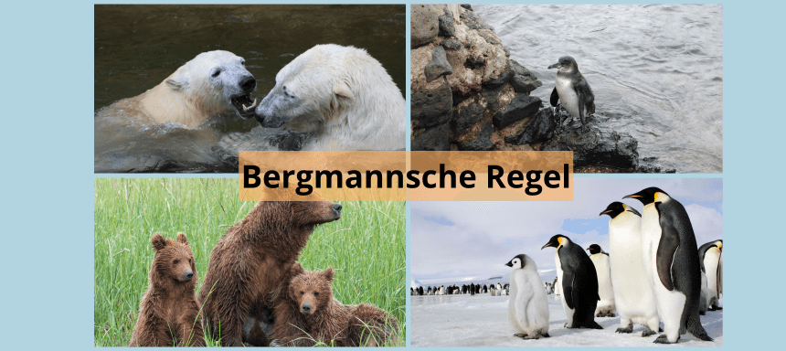 bergmannsche regel