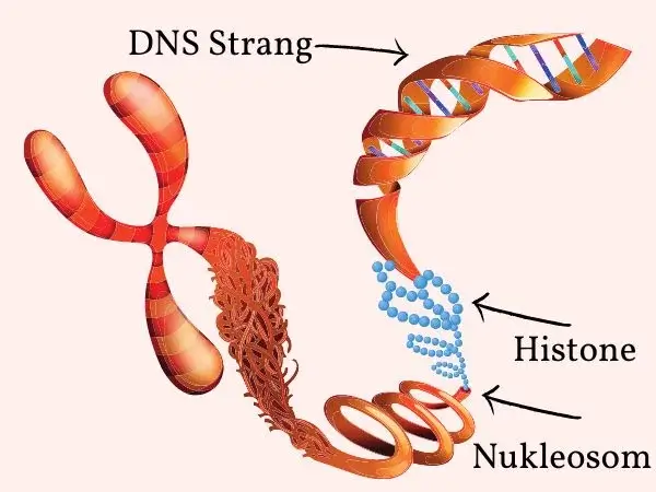 DNS-Strang
