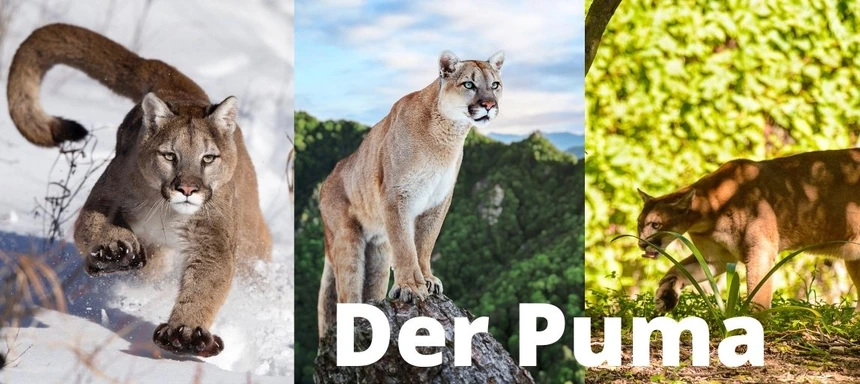 Drei Bilder mit einem Puma