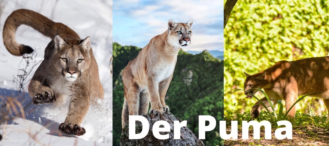 Der schwarze puma sale