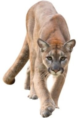 Cougar