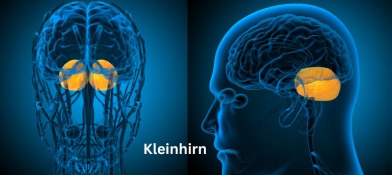 Für Was Ist Das Kleinhirn Zuständig www.nachhilfe-team.net