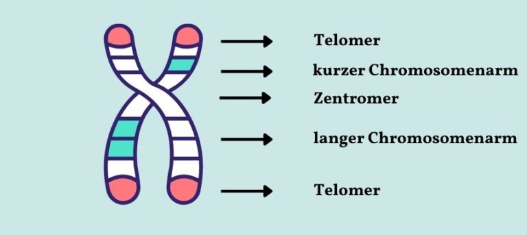 Wie Viele Chromosomen Hat Eine Kartoffel Chromosomen - einfach dargestellt