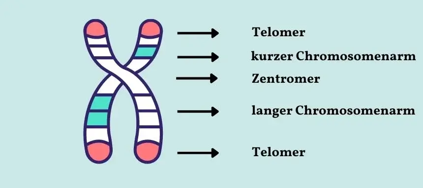 Aufbau eines Chromosoms