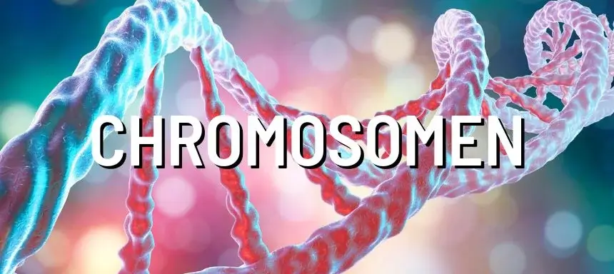 Chromosomen