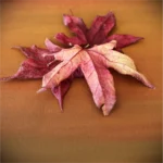 Basteln mit Kindern Herbst