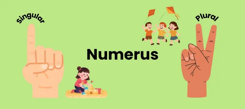Numerus der Numerus