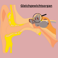 Gleichgewichtsorgan