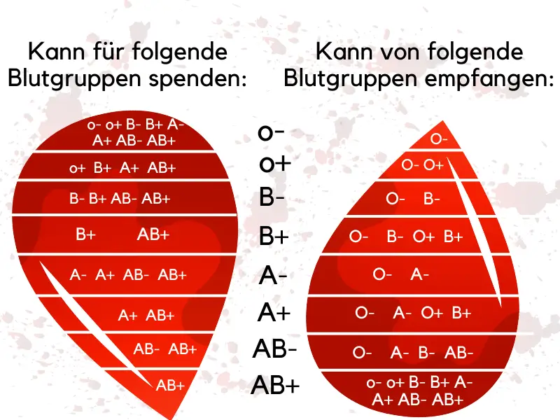 Blutgruppen-Kompartibilitaet Blutgruppen Kompabilität