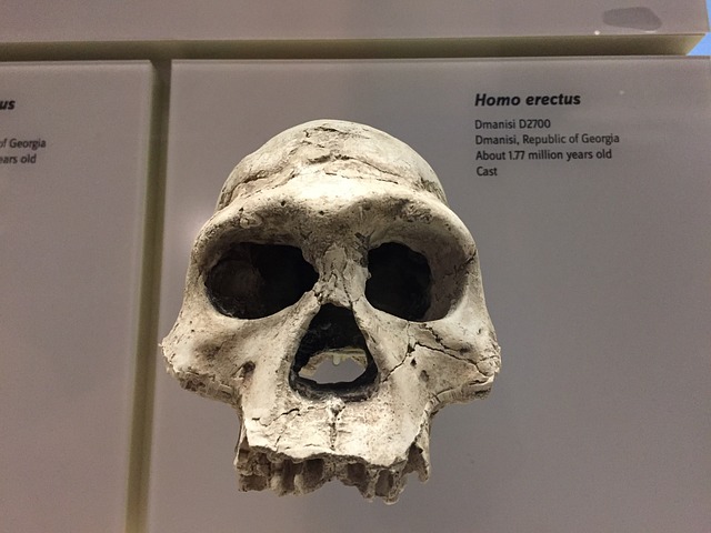 Schädel Homo erectus