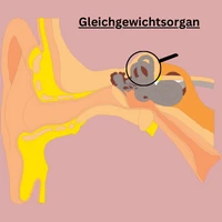 Gleichgewichtsorgan Eine Illustration des Gleichgewichtsorgans.