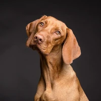 Hörbereich Hund Bild von einem Hund