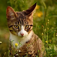 Hörbereich Katze Bild einer Katze