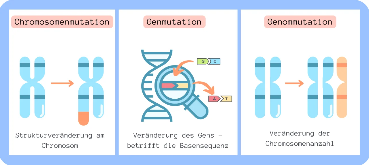 Chromosomen- / Gen- / Genommutation