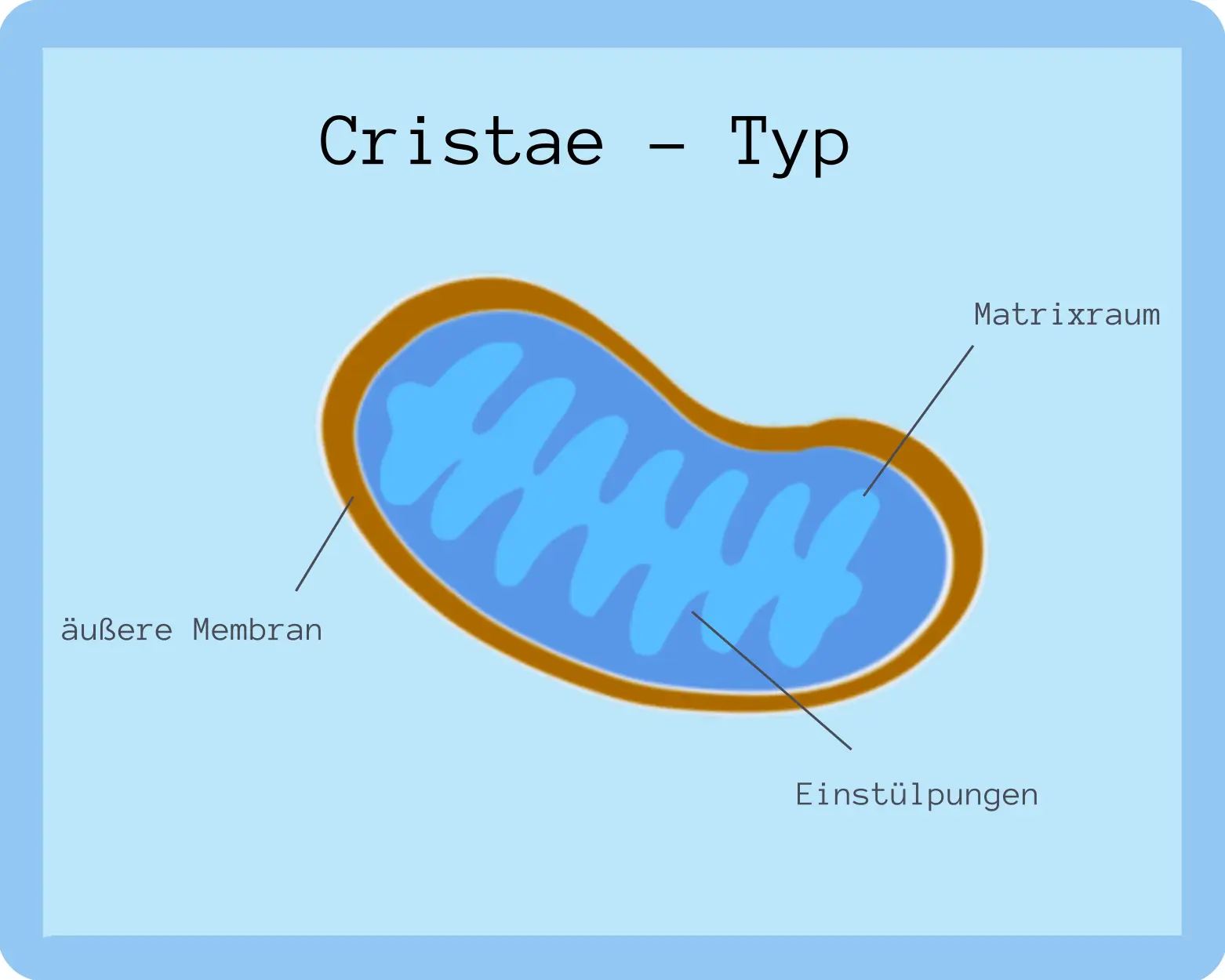 Mitochondrium Cristae Typ