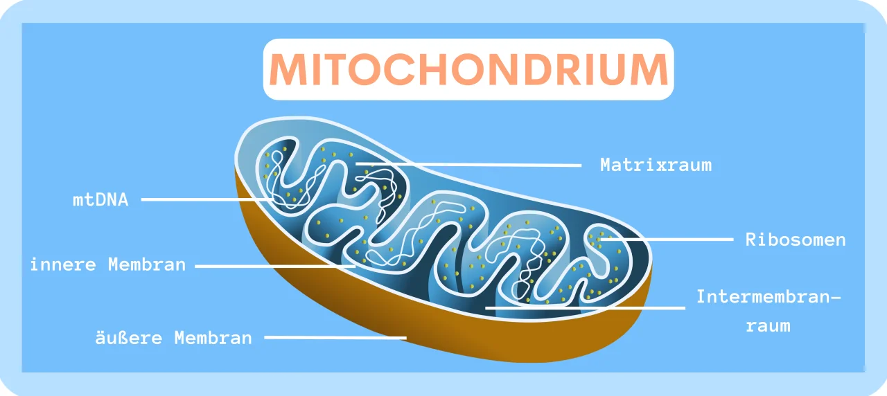 Mitochondrien - Mitochondrium Aufbau