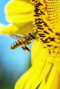 Müllersche Mimikry Biene