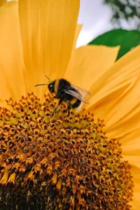 Müllersche Mimikry Hummel