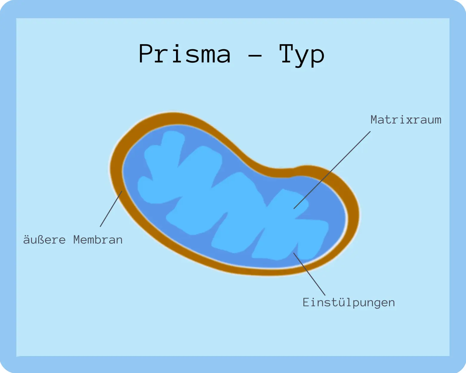 Mitochondrium Prisma Typ